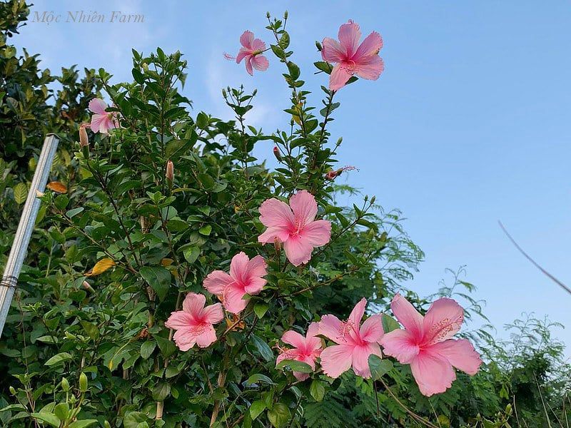  Hoa râm bụt hồng đơn H1 