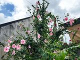  Hoa râm bụt hồng đơn 694 