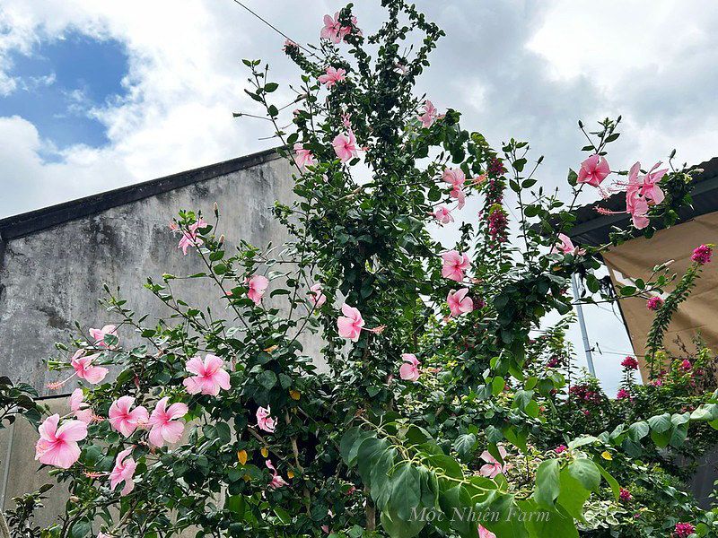  Hoa râm bụt hồng đơn 694 