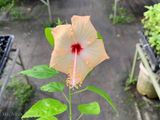  Hoa râm bụt vàng đơn 723 