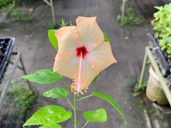  Hoa râm bụt vàng đơn 723 