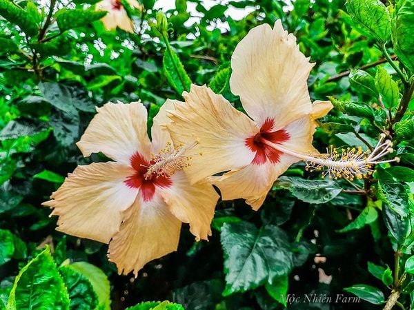  Hoa râm bụt vàng đơn 723 