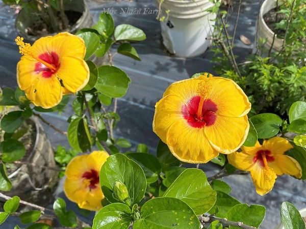  Hoa râm bụt vàng đơn 703 