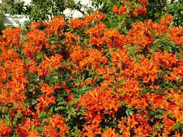  Hoa rạng đông cam đứng A1 