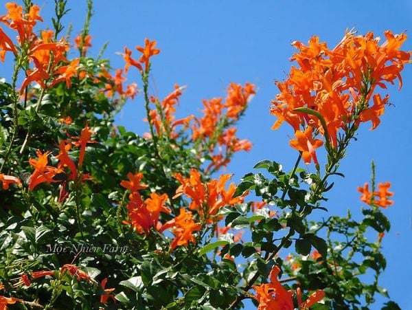  Hoa rạng đông cam đứng A1 