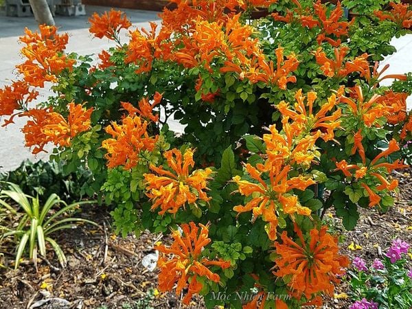  Hoa rạng đông cam đứng A1 