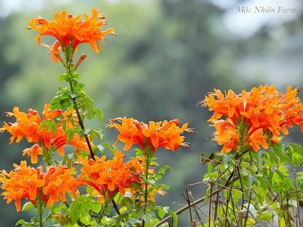  Hoa rạng đông cam đứng A1 