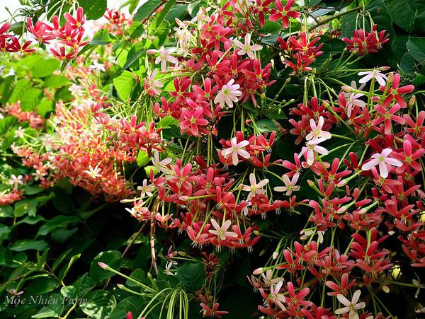  Hoa sử quân tử đơn, leo 209 