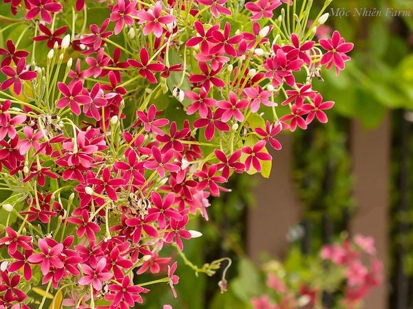  Hoa sử quân tử đơn, leo 209 