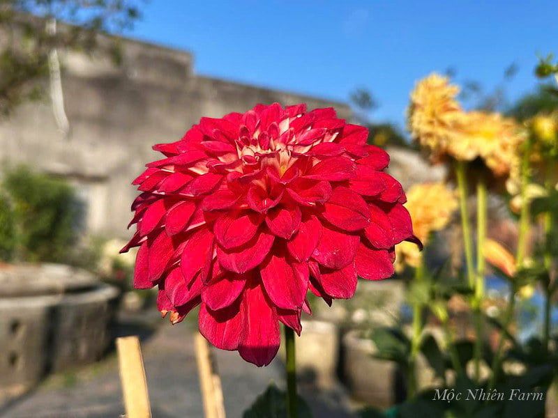  Hoa thược dược đỏ 756 