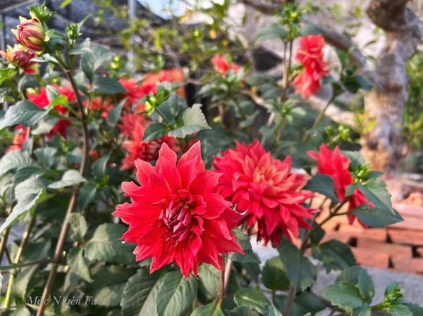  Hoa thược dược đỏ 756 