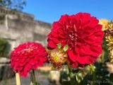 Hoa thược dược đỏ 756 