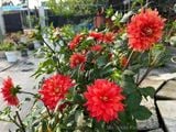  Hoa thược dược đỏ 756 
