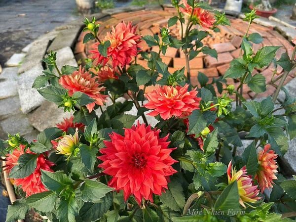  Hoa thược dược đỏ 756 