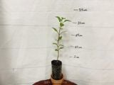  Hoa thược dược đỏ 756 