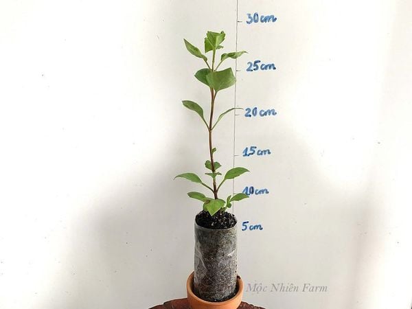  Hoa thược dược đỏ 756 