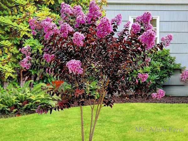  Hoa tường vi hoa hồng lá đỏ 751 