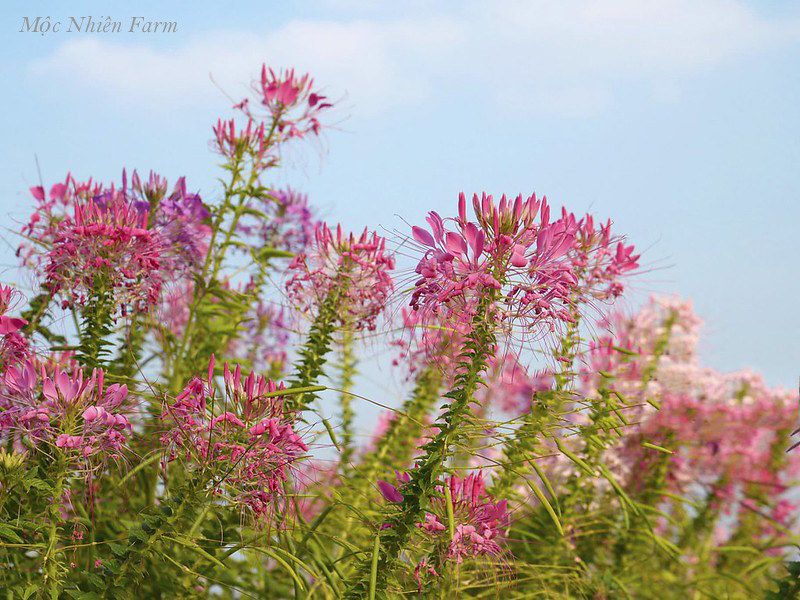  Hoa túy điệp hồng A1 