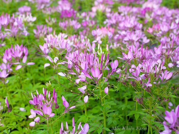  Hoa túy điệp tím B1 