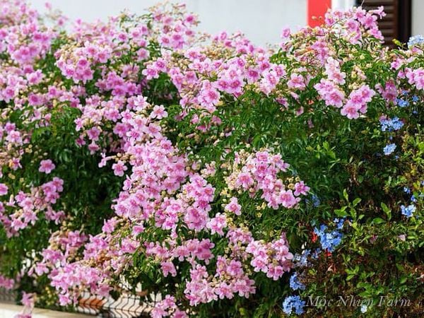  Hồng thiên hương 781 