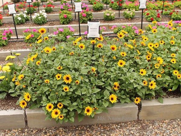  Hướng dương lùn 833 