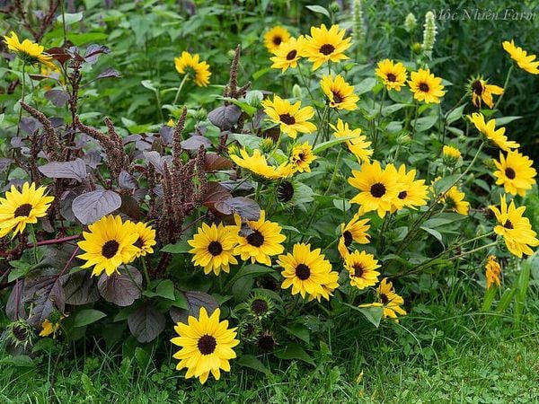  Hướng dương lùn 833 