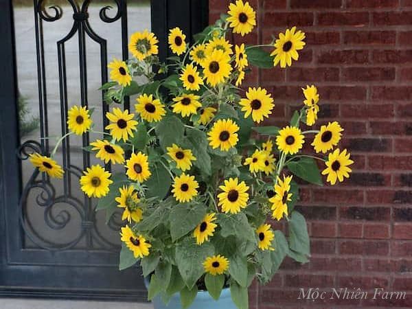  Hướng dương lùn 833 