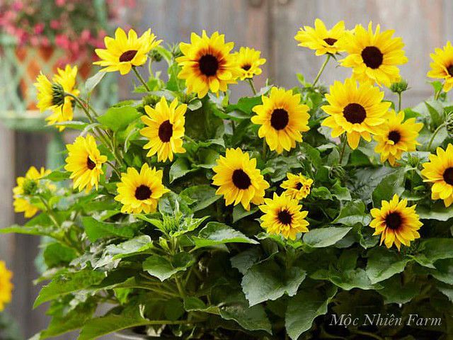  Hướng dương lùn 833 