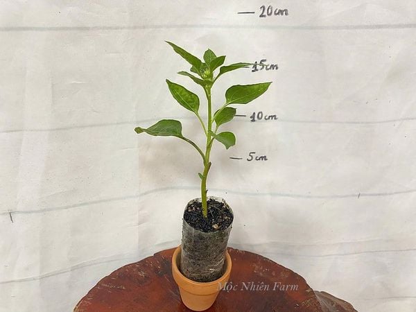  Hướng dương lùn 833 