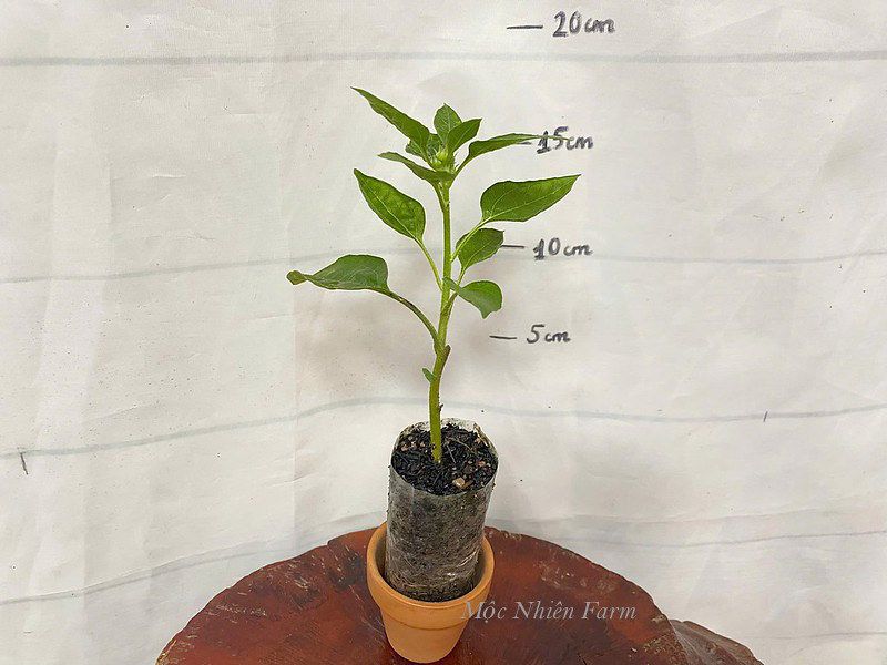  Hướng dương lùn 833 