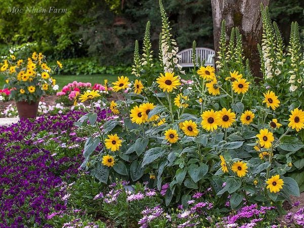  Hướng dương lùn 833 