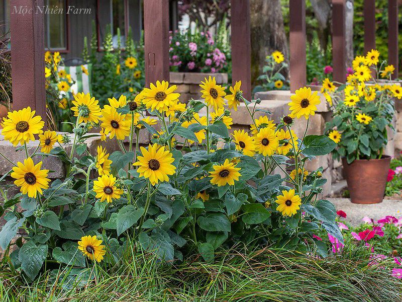  Hướng dương lùn 833 