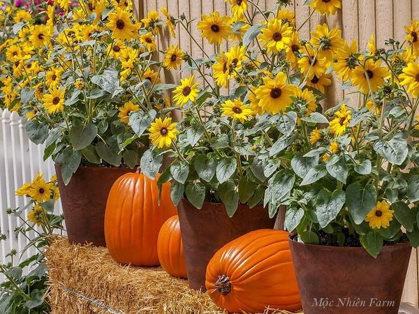  Hướng dương lùn 833 