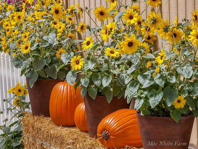  Hướng dương lùn 833 