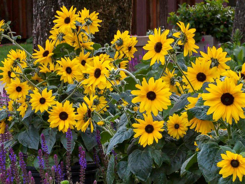  Hướng dương lùn 833 