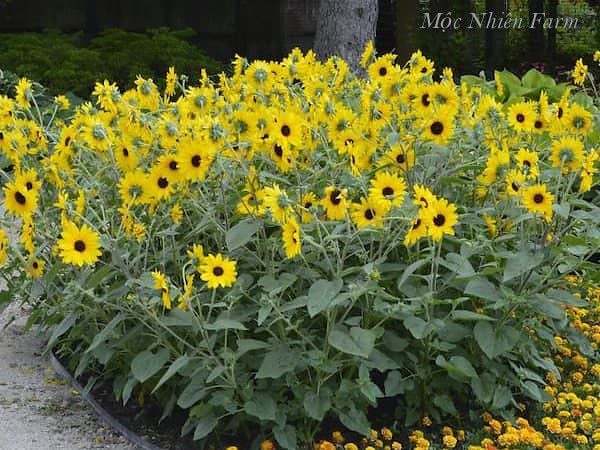  Hướng dương lùn 833 