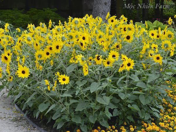  Hướng dương lùn 833 