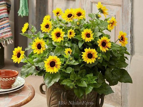  Hướng dương lùn 833 