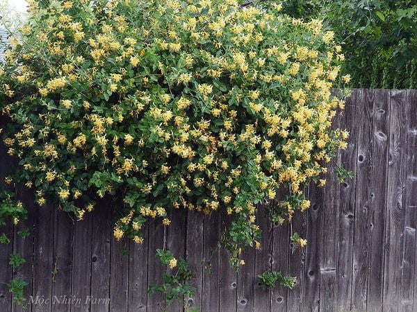  Kim ngân hoa vàng A1 