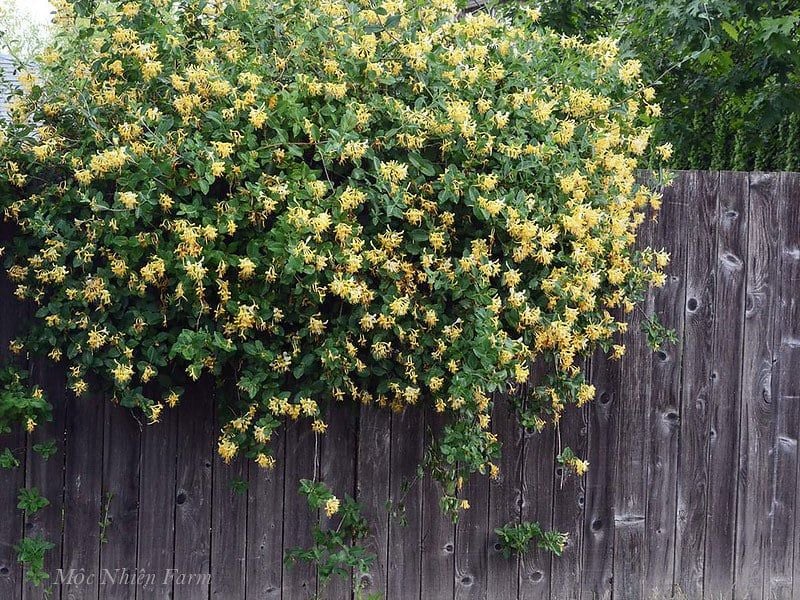 Kim ngân hoa vàng A1 