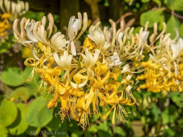  Kim ngân hoa vàng A1 