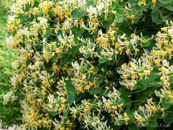  Kim ngân hoa vàng A1 