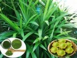  Sâm dứa 060 