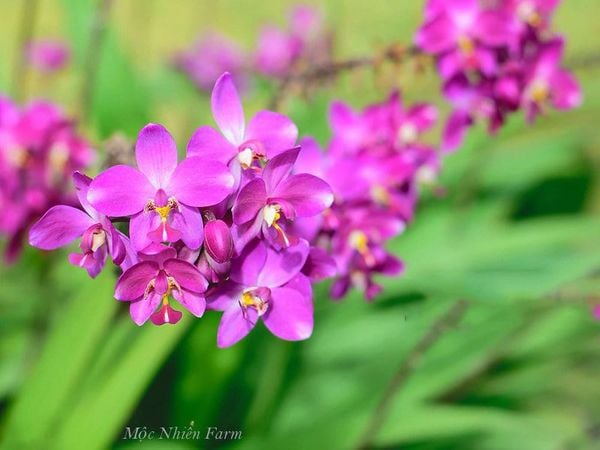  Lan chu đỉnh tím A1 