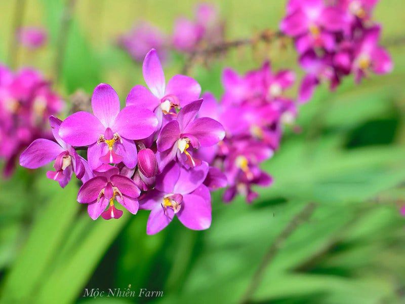  Lan chu đỉnh tím A1 