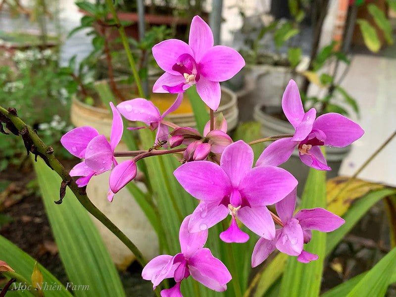  Lan chu đỉnh tím A1 