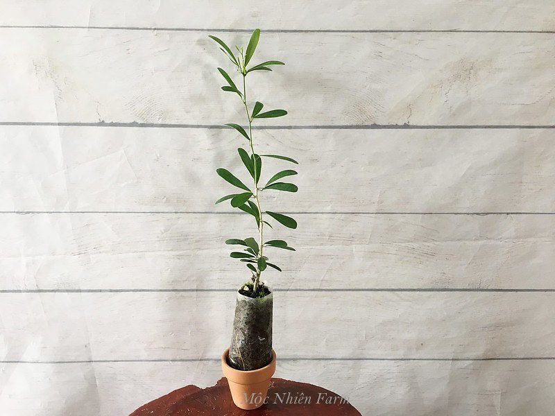  Linh sam sông Hinh, trắng sữa, hai màu, lá nhỏ 793 