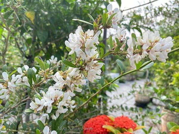 Linh sam sông Hinh, trắng sữa, hai màu, lá nhỏ 793 