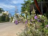  Linh sam sông Hinh, trắng sữa, hai màu, lá nhỏ 793 