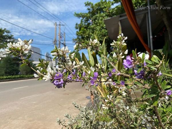  Linh sam sông Hinh, trắng sữa, hai màu, lá nhỏ 793 